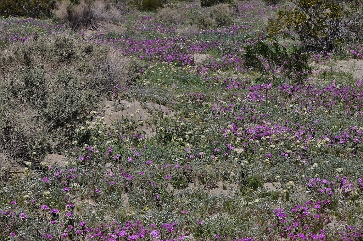 wildflowers along road